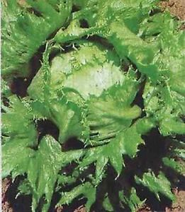 LATTUGA A CAPPUCCIO REGINA DEI GHIACCI GR.50